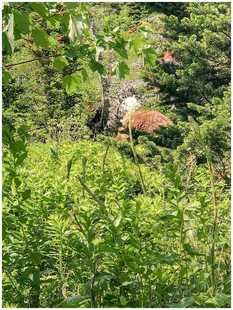 Trapped by a Grizzly Bear in Glacier National Park 