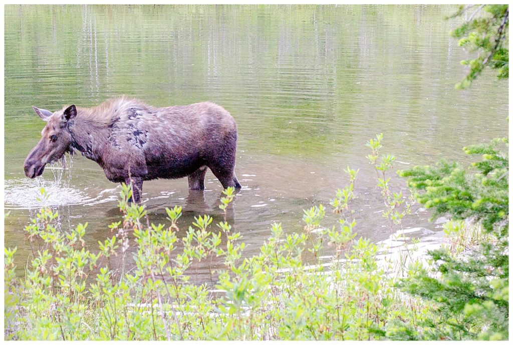 Mose in Lake in Glacier National Park