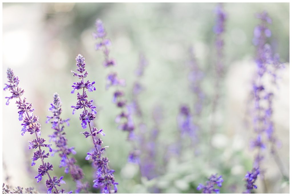 Lavender in a Field-- Fly Above it All