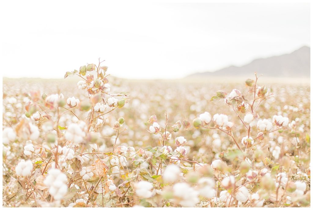 Cotton Field Photos