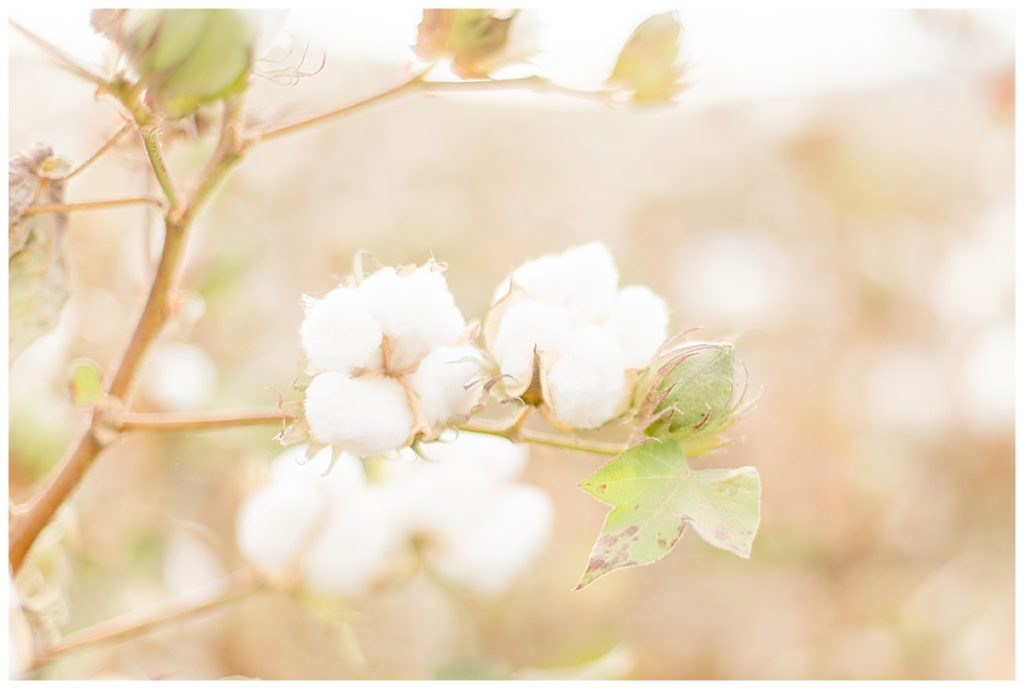 Cotton Field Photos