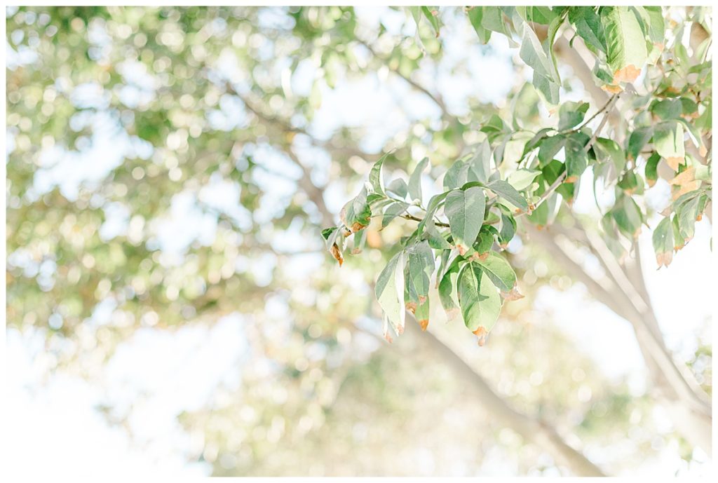 Leaves hanging from a tree branch 