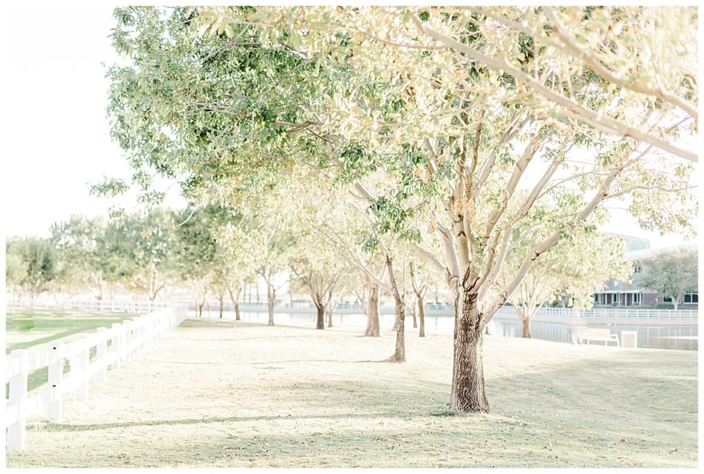 trees in a park line up near a white picket fence