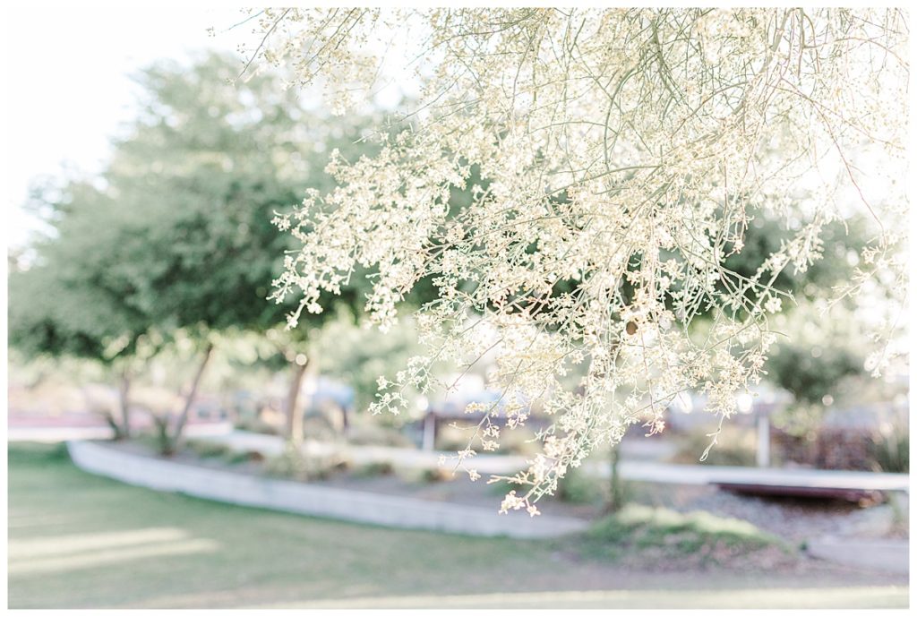 palo verde tree branch at the MCC rose garden