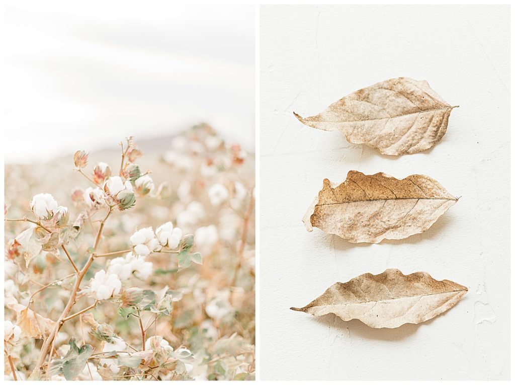 A cotton field in Arizona and 3 fall leaves