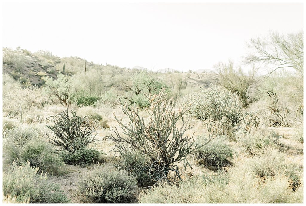 Coons Bluff, desert scenery