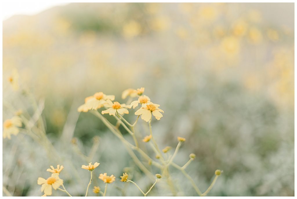 Light & Airy Spring Desert Senior Photos