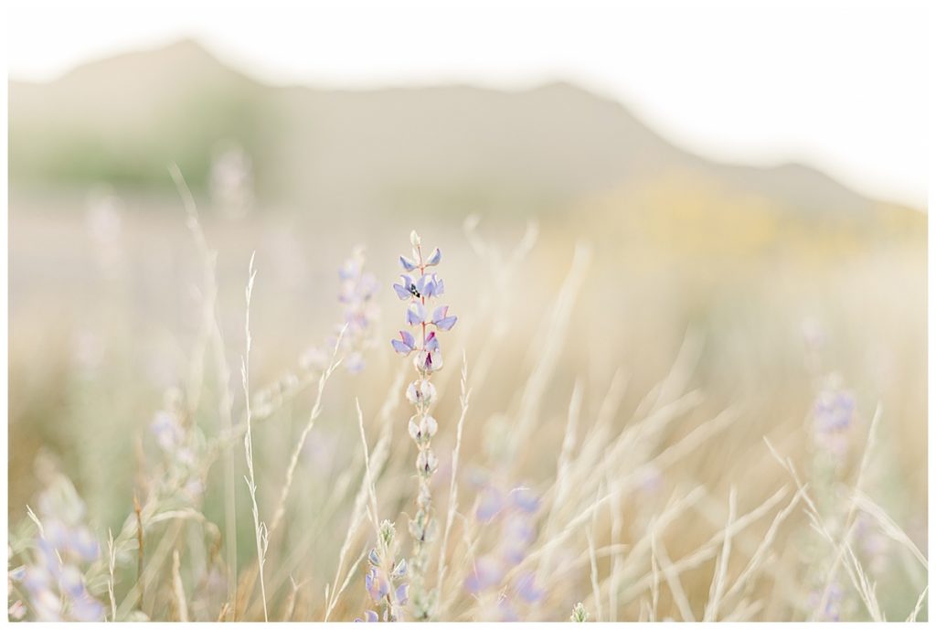 purple desert flower, Phon D. Sutton 