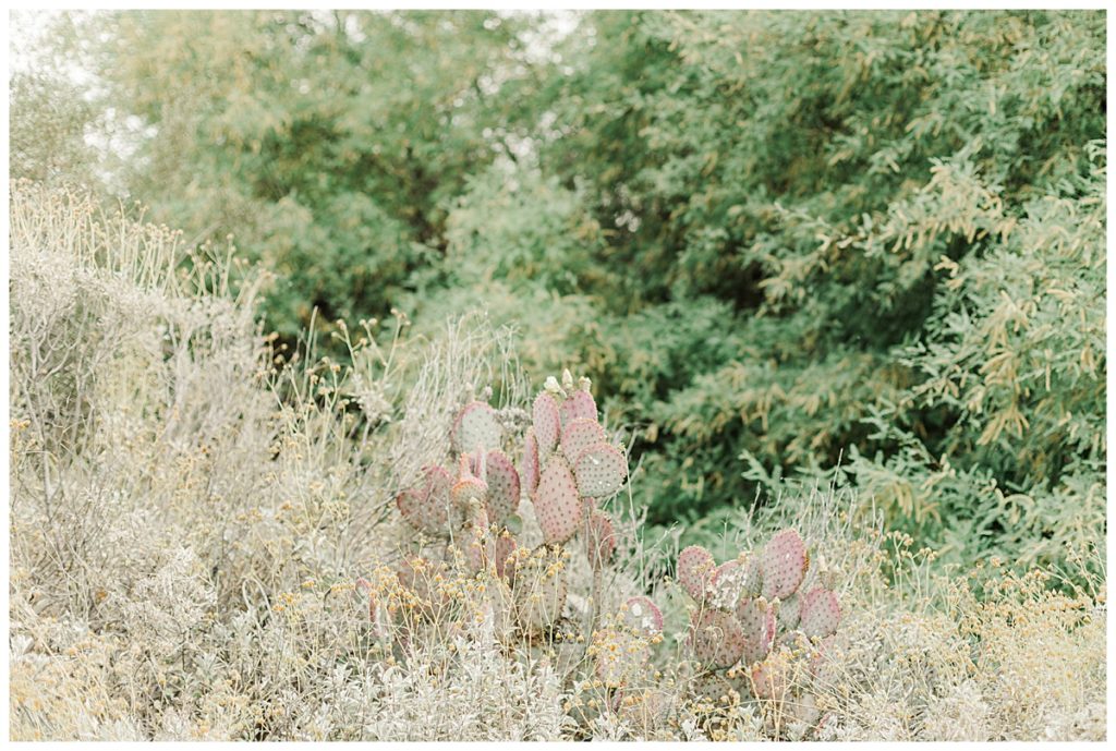 cactus in Gilbert, Arizona