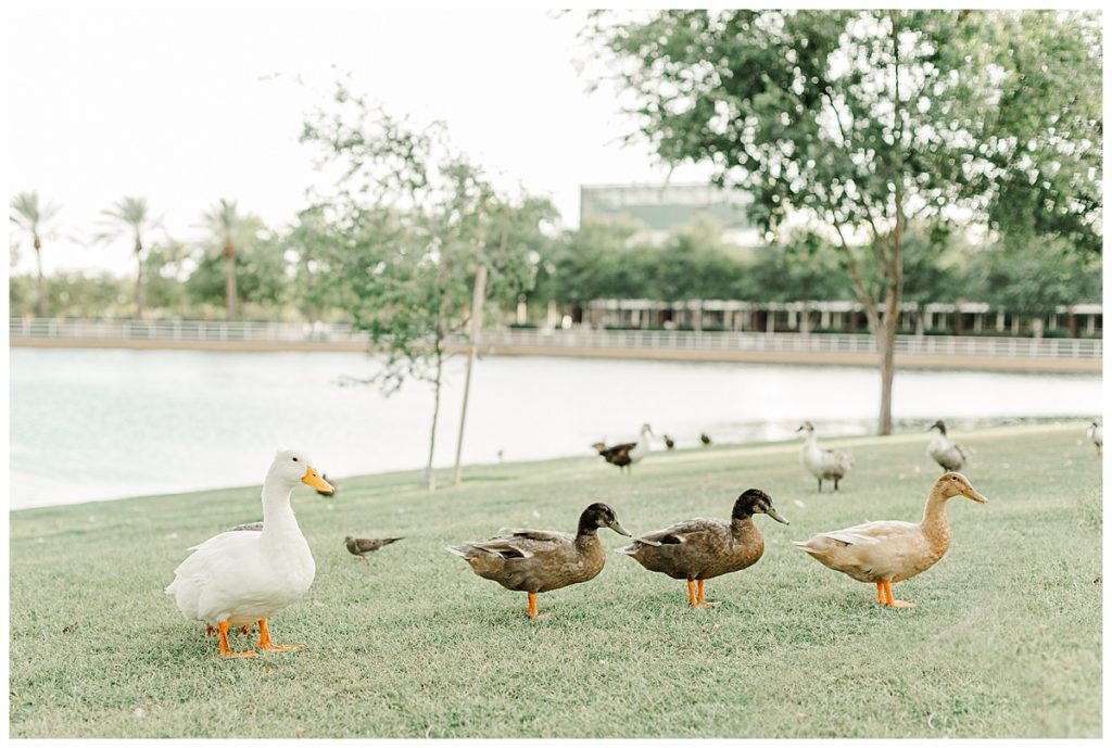 Ducks in a row at Morrison Ranch 