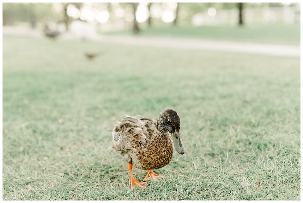 Duck at Morrison Ranch