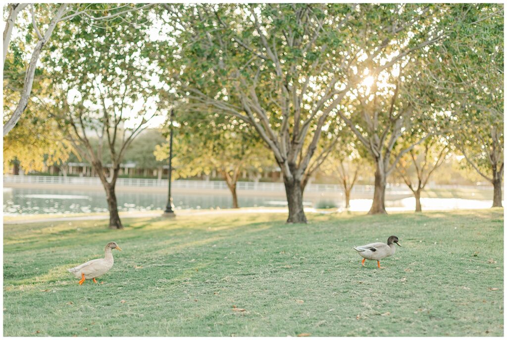 ducks walking around Morrison Ranch