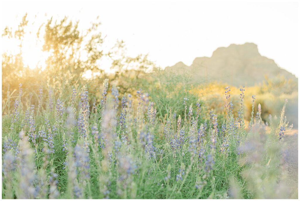Arizona Spring Wildflower Photos | Arizona Spring Wildflower Photos | Arizona Spring Wildflower Family Photos