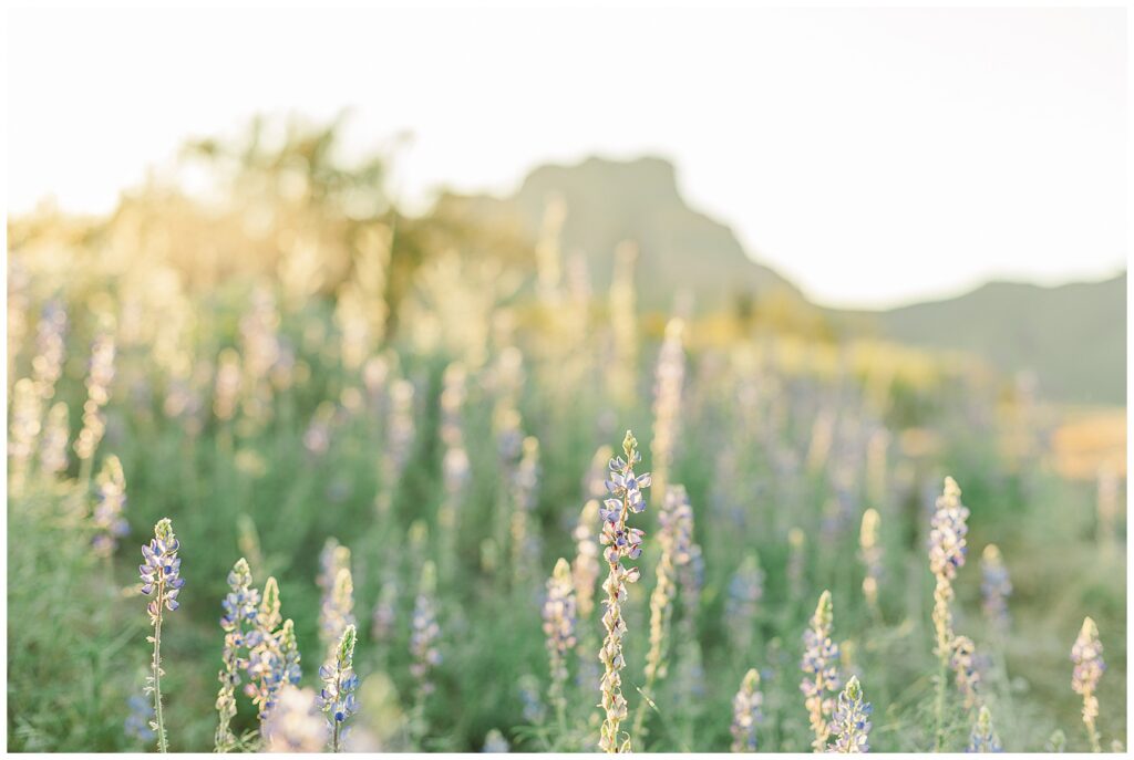 Spring Desert Wildflowers ... Gilbert, Arizona | Phon D. Sutton