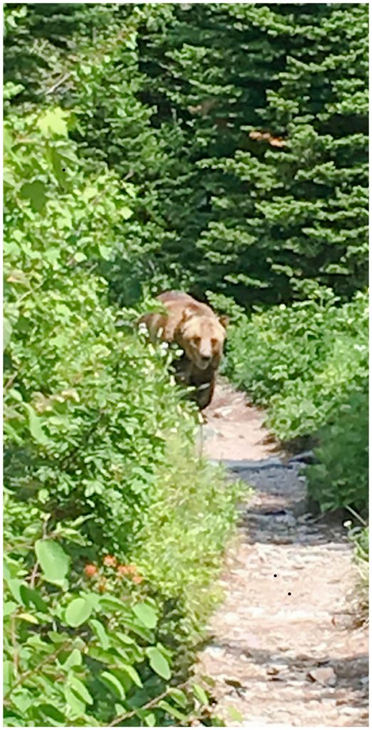 Trapped by a Grizzly Bear in Glacier National Park