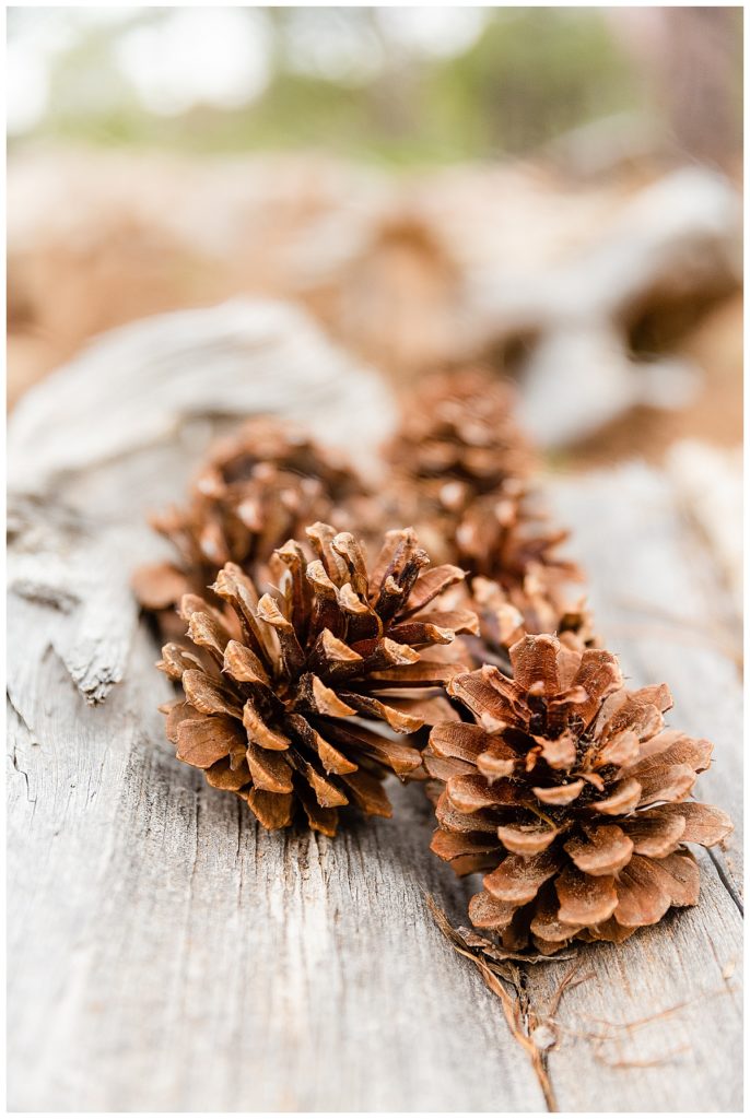 autumn pinecones