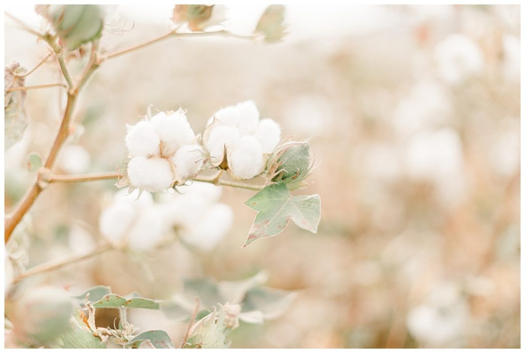 Cotton branches in bloom