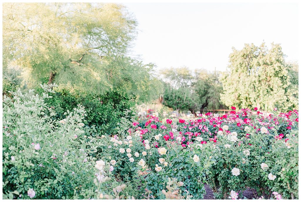 MCC rose garden, bright and soft pink roses
