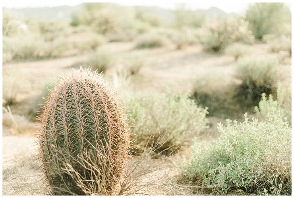 Cactus at Coons Bluff, Arizona | Arizona Wedding and Portrait photographer | Bethie Grondin Photography 
