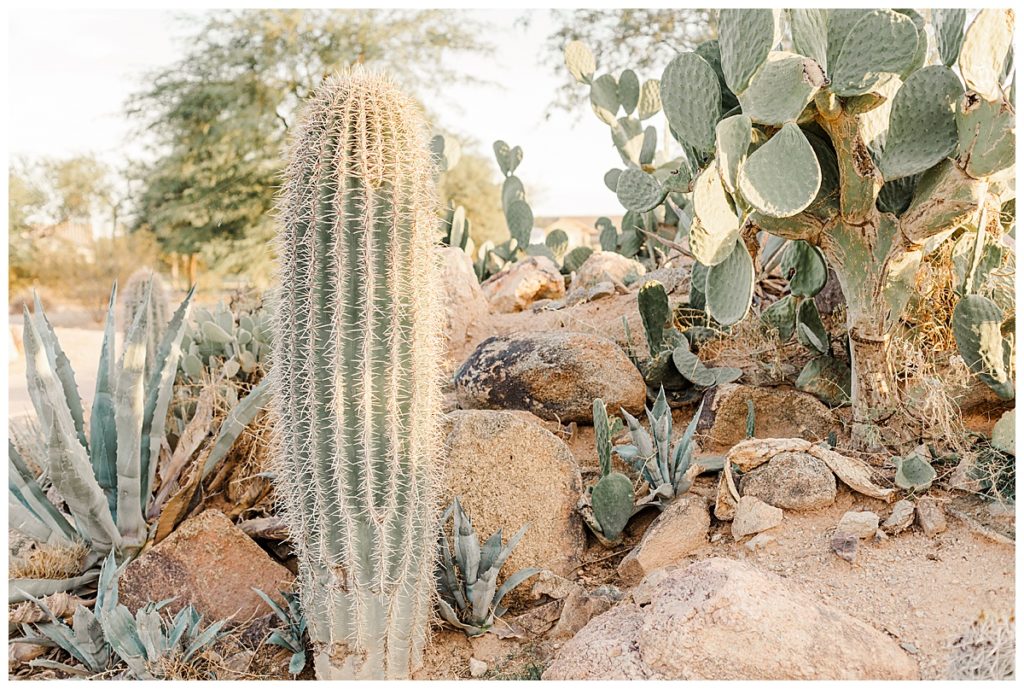 Cocktail hour at the Golf Club at Johnson Ranch Wedding | Gilbert, Arizona | Photo of a cactus in the desert